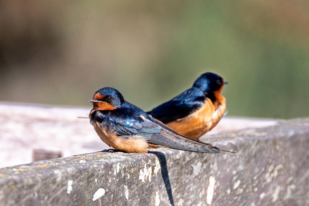 How To Attract Barn Swallow?