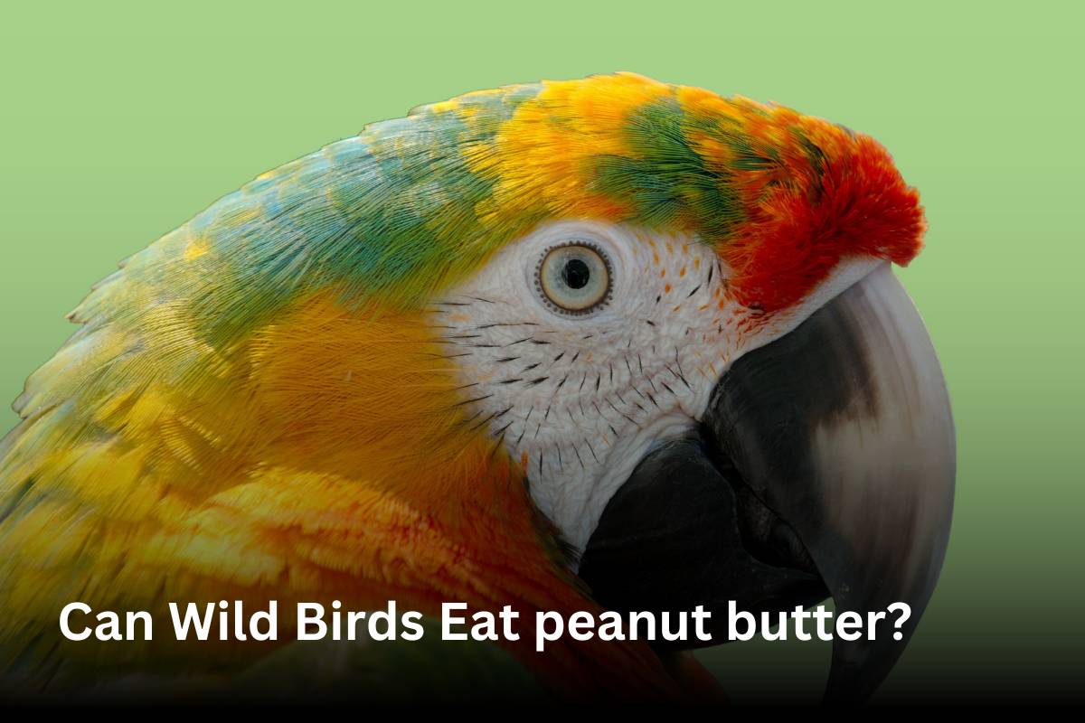 Can Wild Birds Eat Peanut Butter?