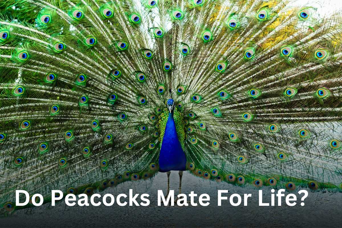 Do Peacocks Mate for Life?