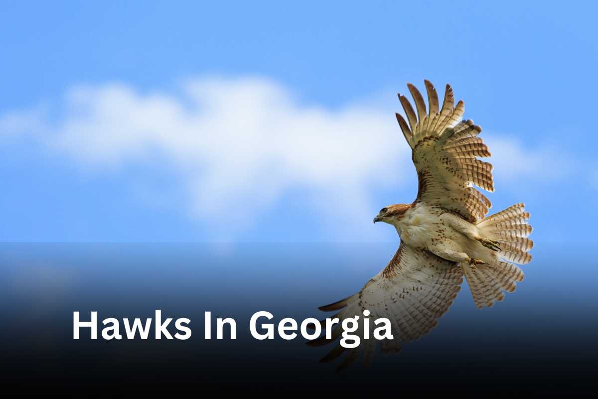 Hawks In Georgia - Description, Pictures, Facts