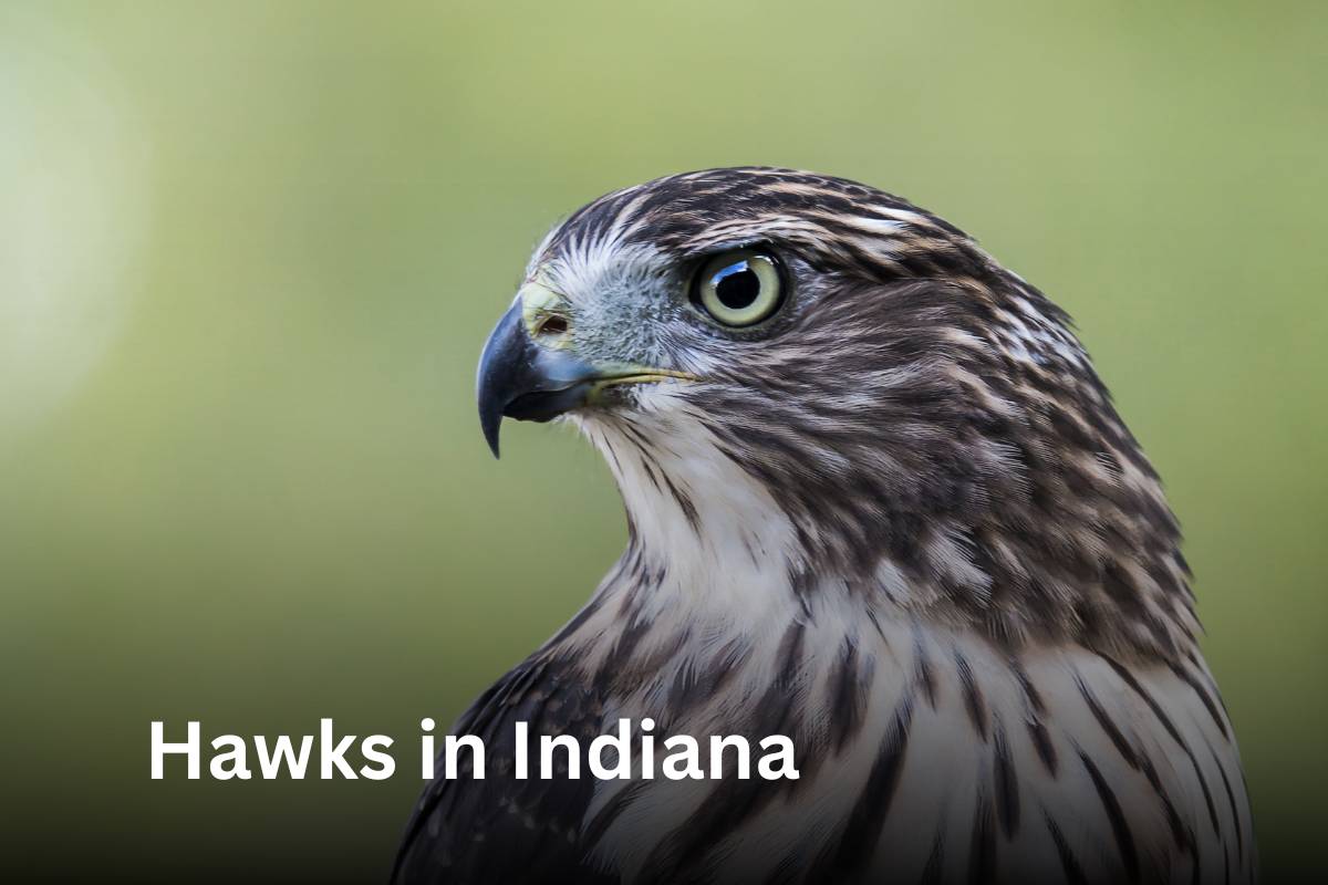 7 Hawks in Indiana - Facts, Pictures, Description