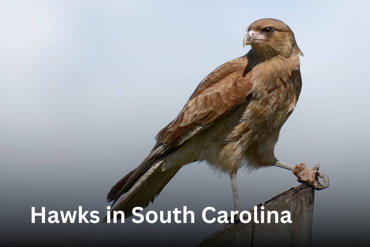 Hawks in South Carolina ( Facts, Description with Pictures)