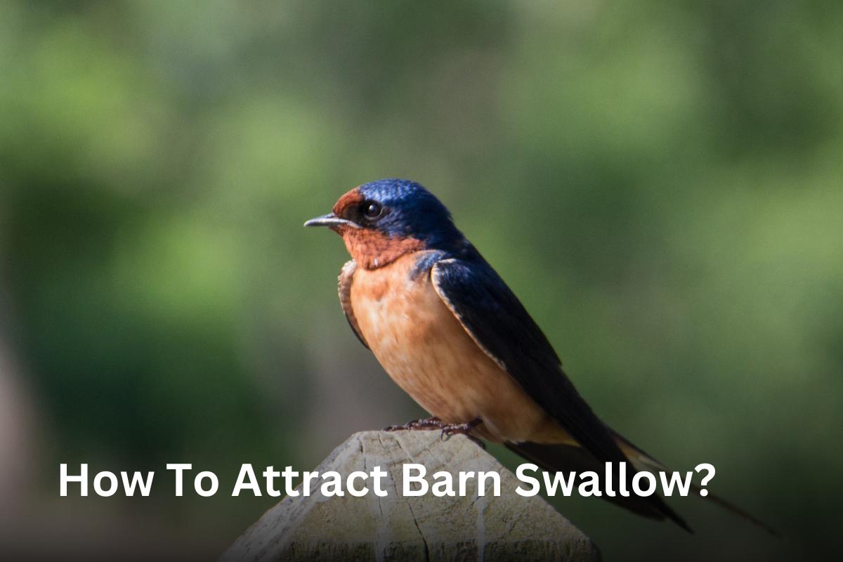 How To Attract Barn Swallow?