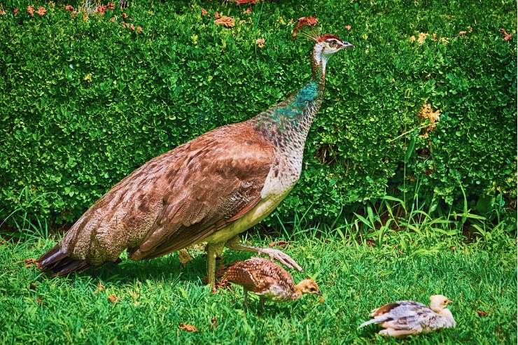peahen with her babies