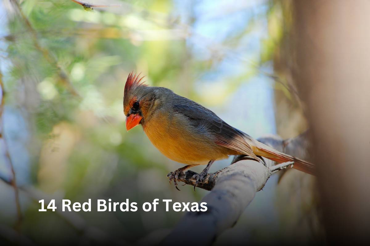 14 Red Birds of Texas - Description, Facts, Pictures