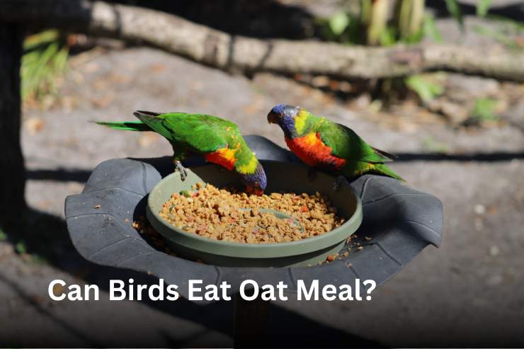 What Nuts Can Birds Eat? - Thebirdszone