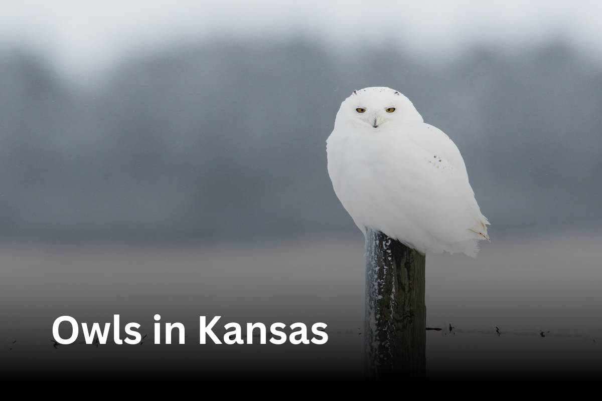 Owls in Kansas - Description, Facts, Pictures