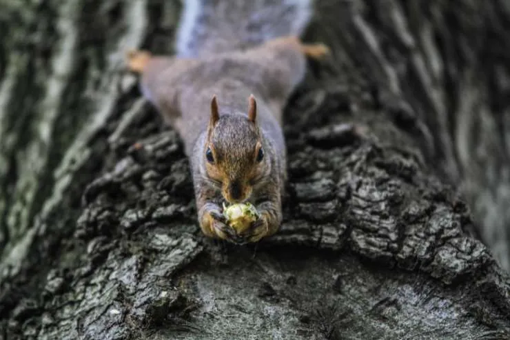 squirrel eating

