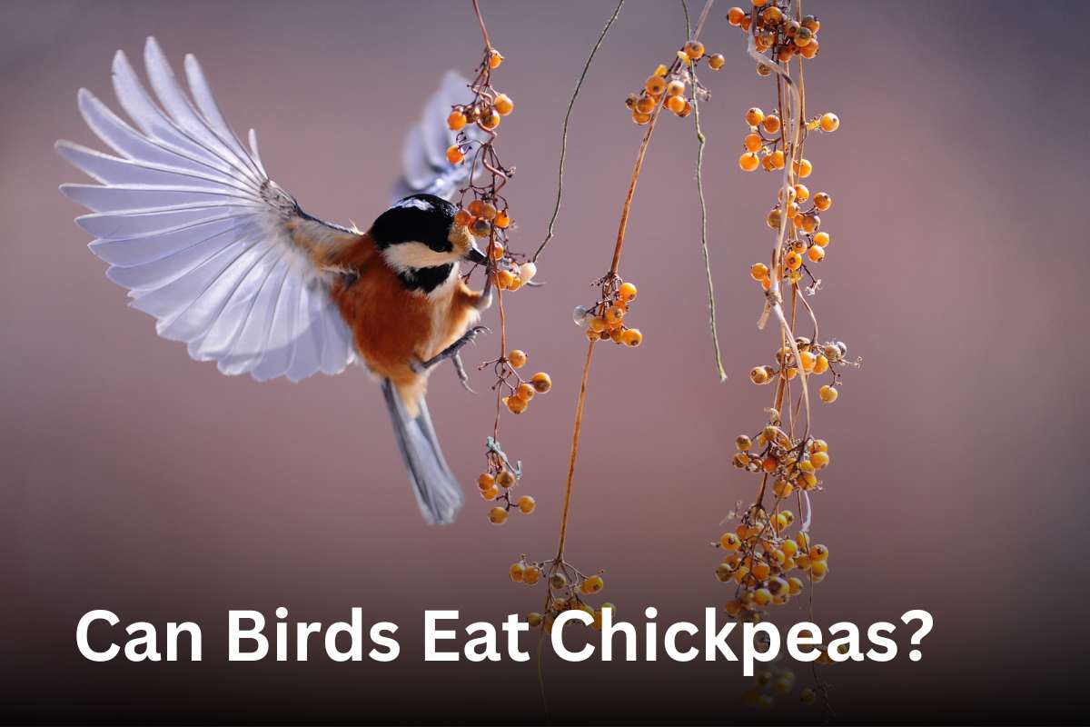 Can Birds Eat Chickpeas? - Thebirdszone