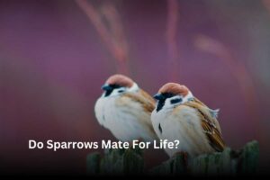 Do Sparrows Mate For Life? - Thebirdszone