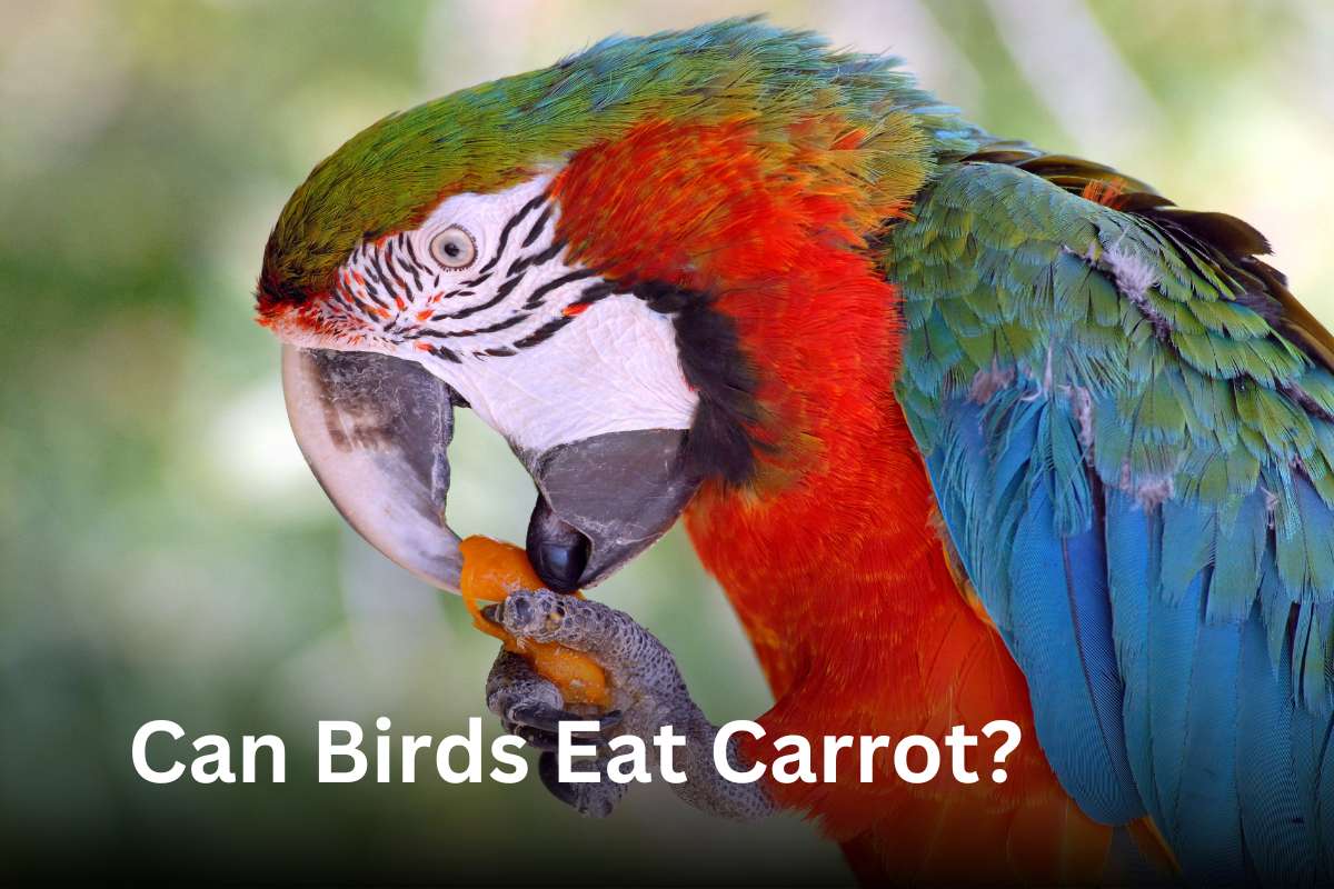 can birds eat carrot? - Thebirdszone